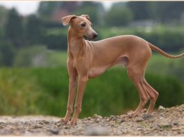 Italian Greyhound