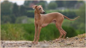 Italian Greyhound – A Small Sighthound