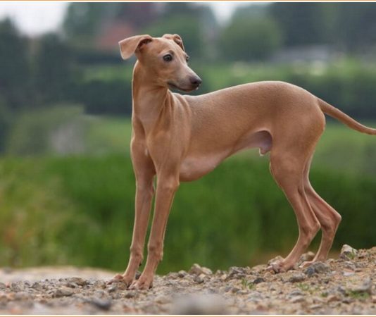 Italian Greyhound