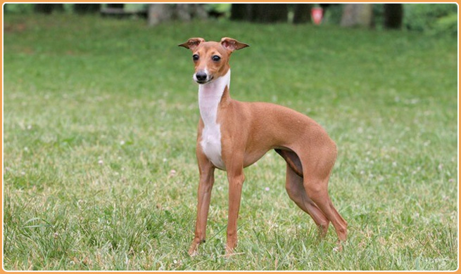 Italian Greyhound