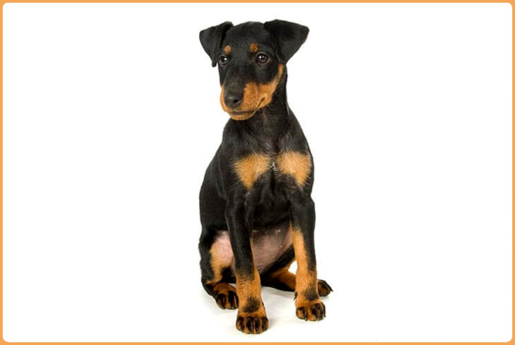 Jagdterrier hypoallergenic hot sale