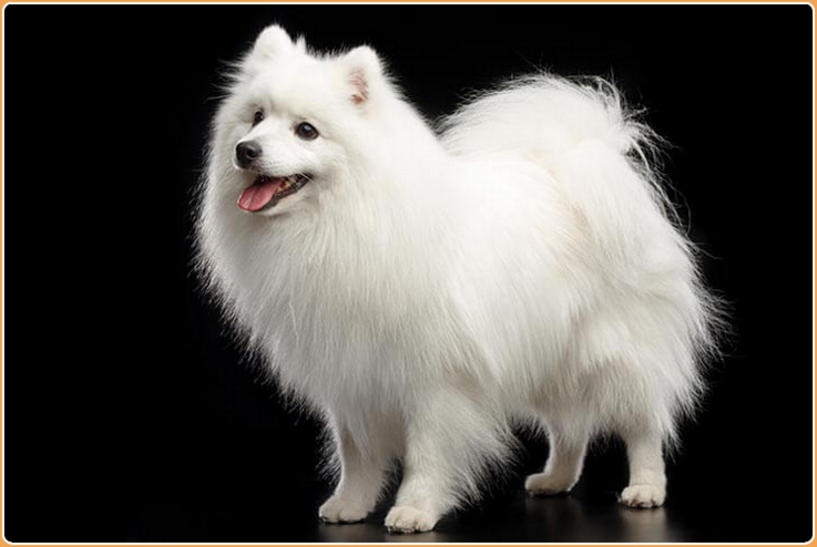 Japanese Spitz