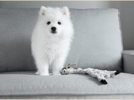 Japanese Spitz