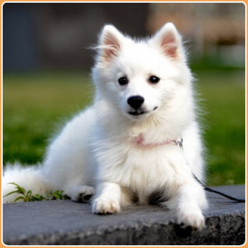 Japanese Spitz