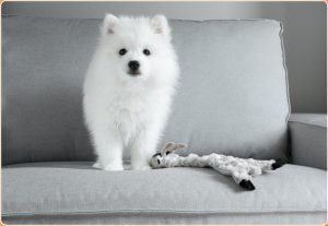 Japanese Spitz – A Warm Hearted Dog