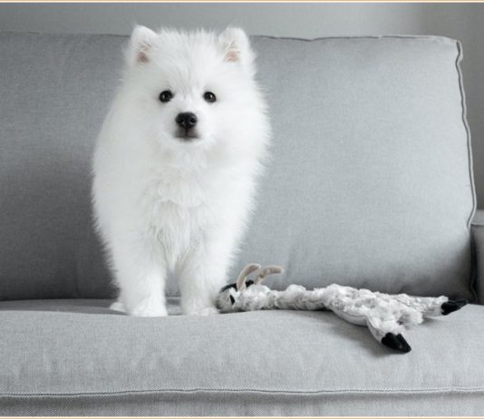 Japanese Spitz