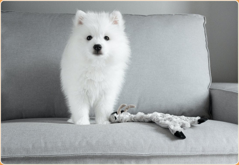 do japanese spitz shed a lot of hair