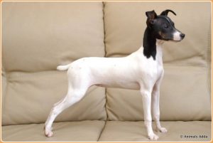Japanese Terrier – Smart and Happy Dogs