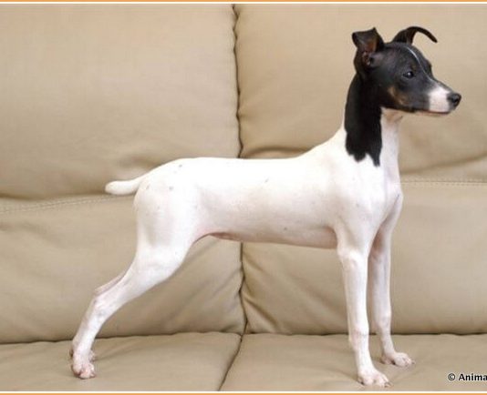 Japanese Terrier