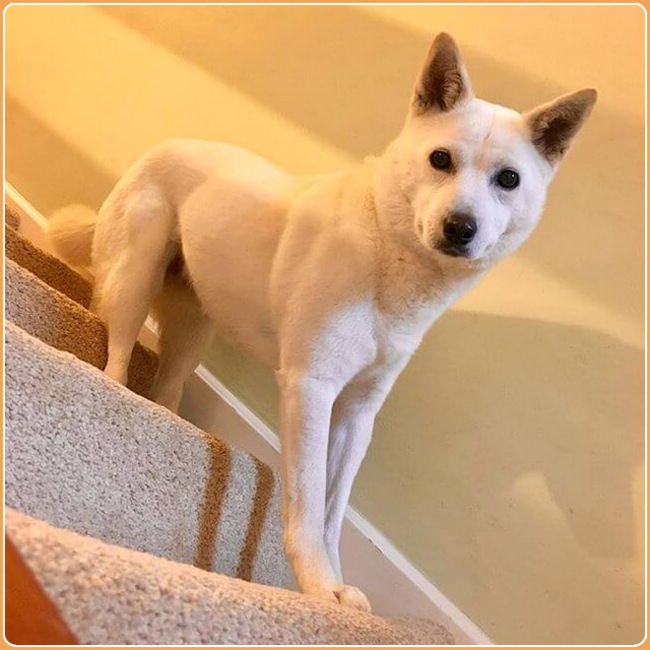 Jindo sales dog hypoallergenic