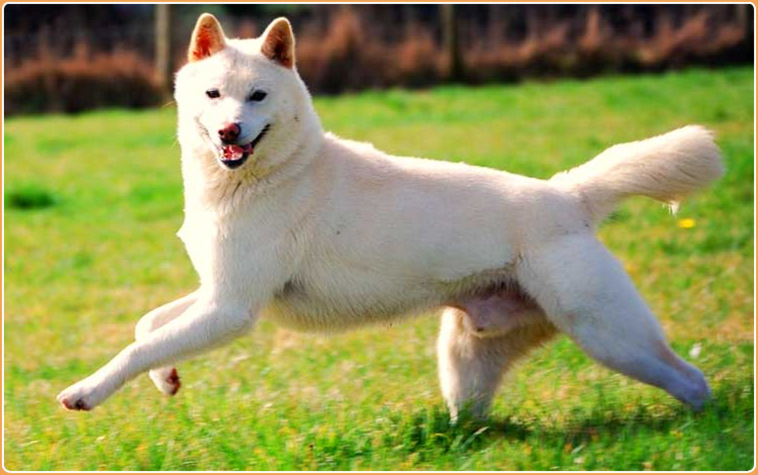 are jindo hypoallergenic