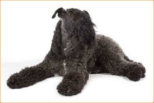 Kerry Blue Terrier – A Vermin Killer