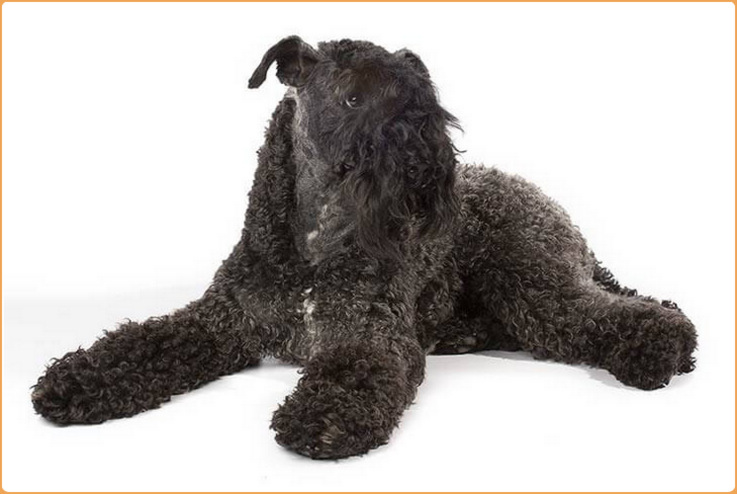 Kerry Blue Terrier