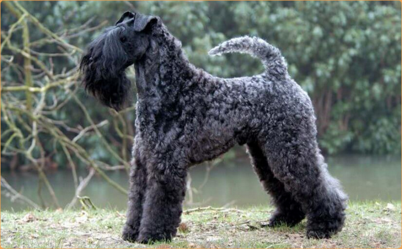 Kerry Blue Terrier