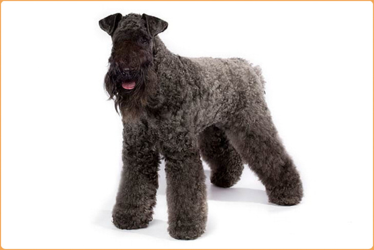 Kerry Blue Terrier