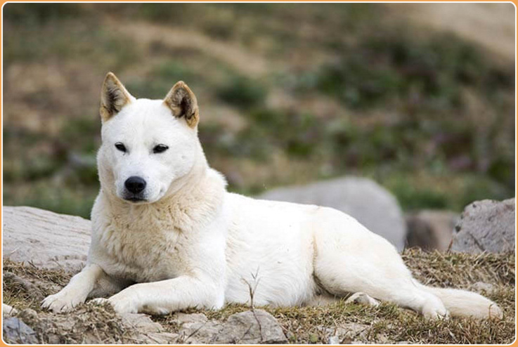 how do korean jindo hunt