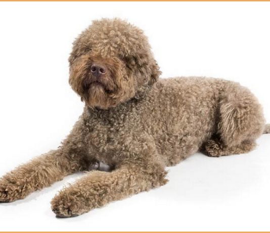 Lagotto Romagnolo