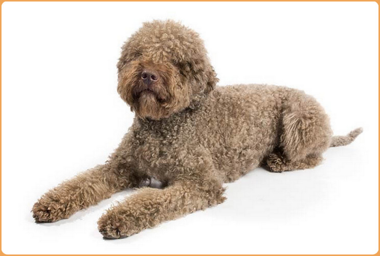 lagotto romagnolo puppies cost