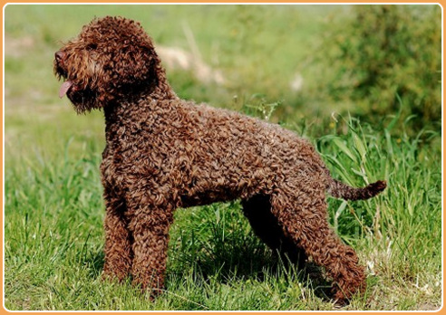 Lagotto Romagnolo