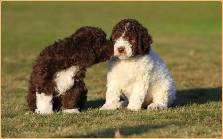 Lagotto Romagnolo