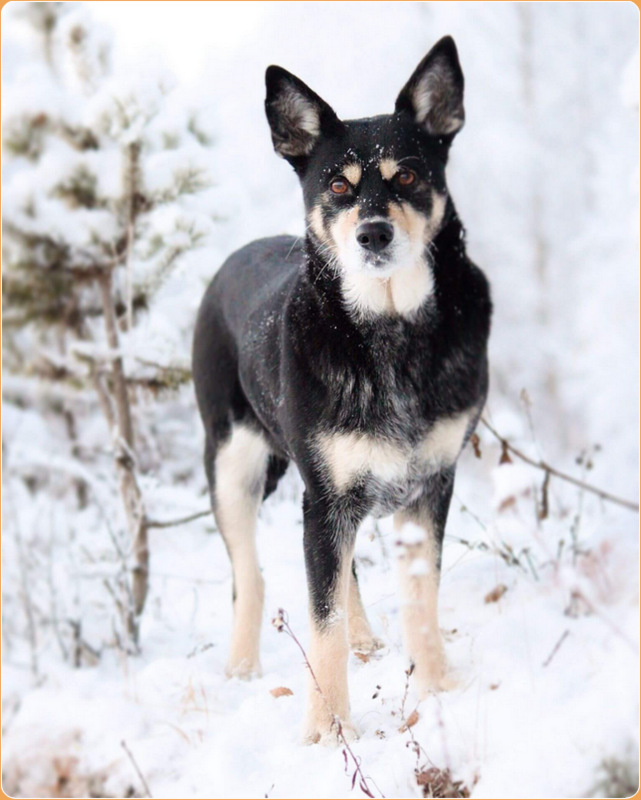 Lapponian herder