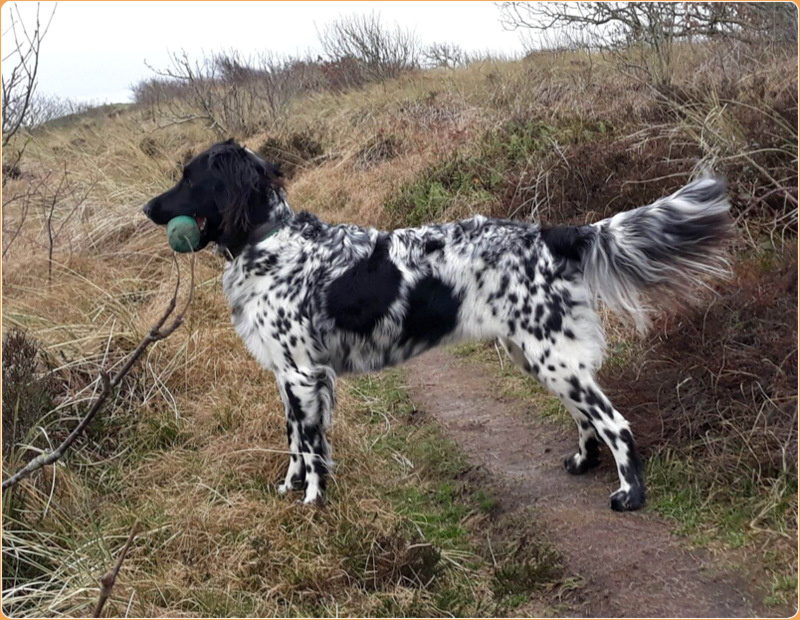 large munsterlander puppies 2018