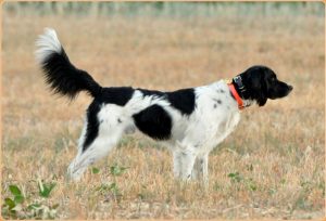 Large Munsterlander – German Gundog