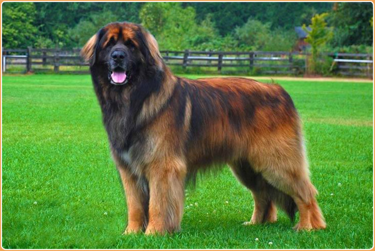 leonberger dog temperament