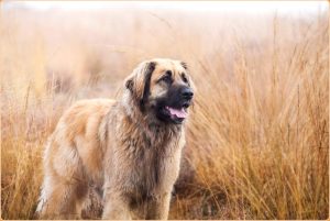 Leonberger – A Lion Like Dog Breed