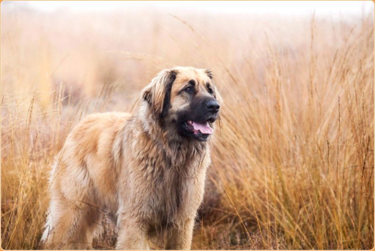 Leonberger