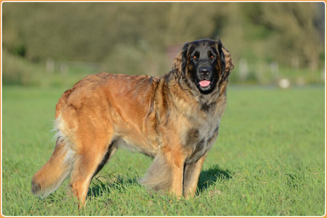 Leonberger