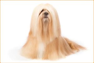 Lhasa Apso – Non Sporting Dog Breed