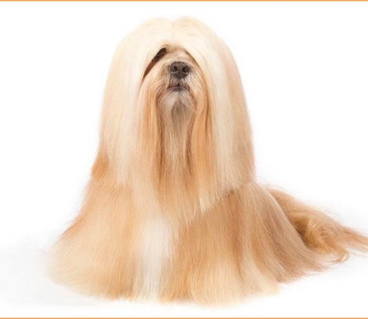 Lhasa Apso