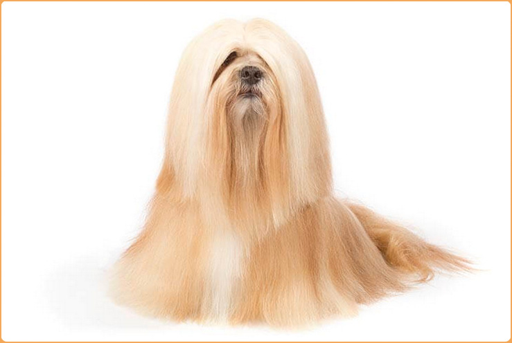 Lhasa Apso