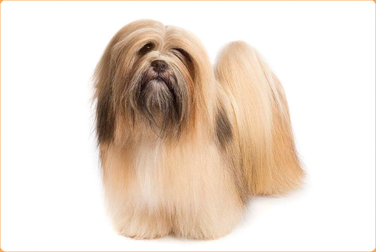 Lhasa Apso