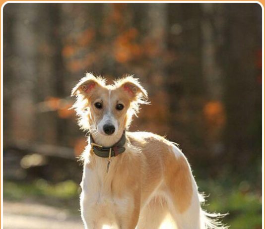Longhaired Whippet