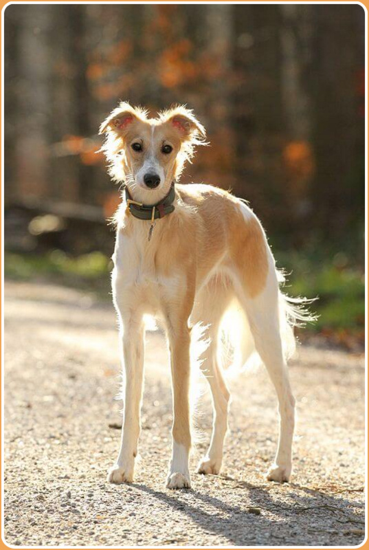 Long haired store whippet