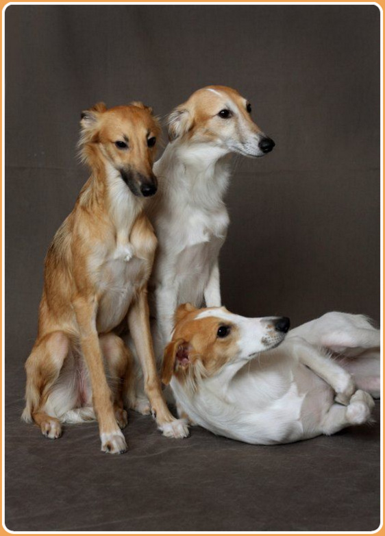 Longhaired Whippet