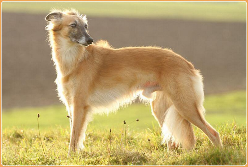 Longhaired Whippet