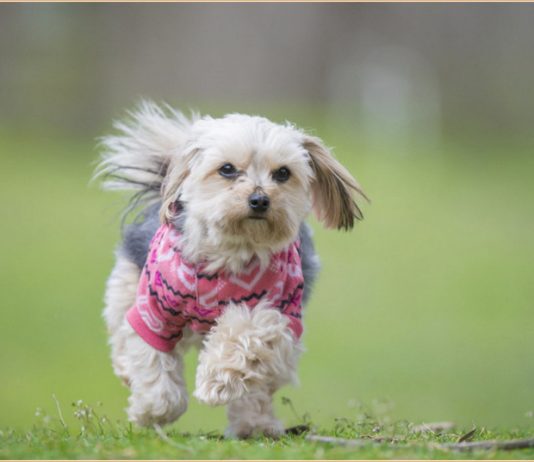 Morkie