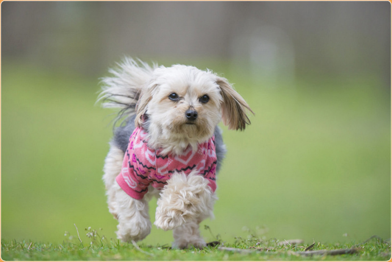 Morkie store tear stains