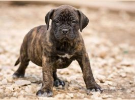 Perro de Presa Canario