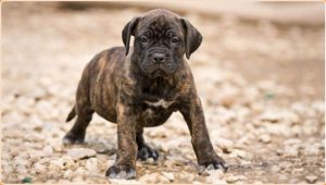 Perro de Presa Canario – The Canary Mastiff