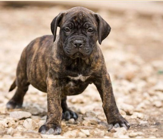 Perro de Presa Canario