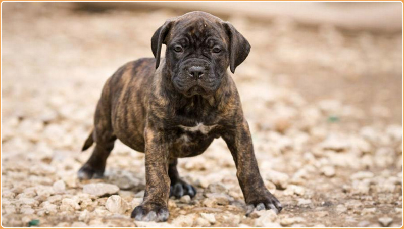 canary mastiff puppies