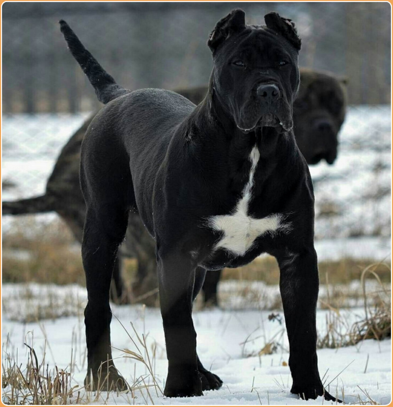 is the perro de presa canario legal in poland