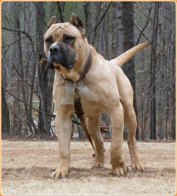 Perro de Presa Canario