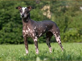 Peruvian Inca Orchid