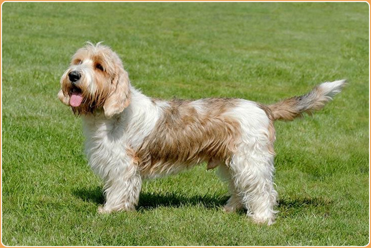 can petit basset griffon vendeen be white