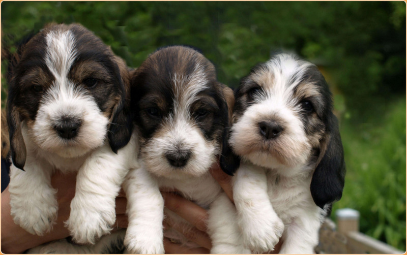 are petit basset griffon vendeen good with kids